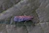 Ephestia sp.